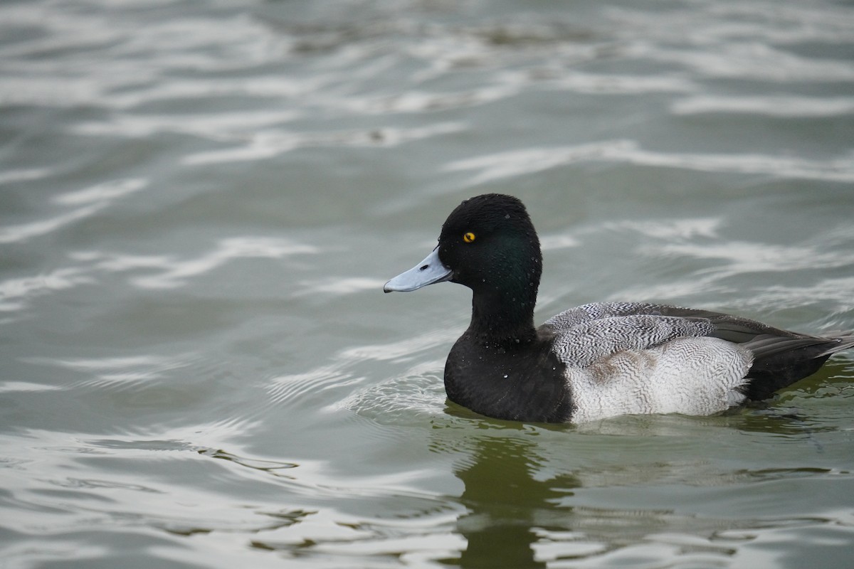 Lesser Scaup - ML647589977