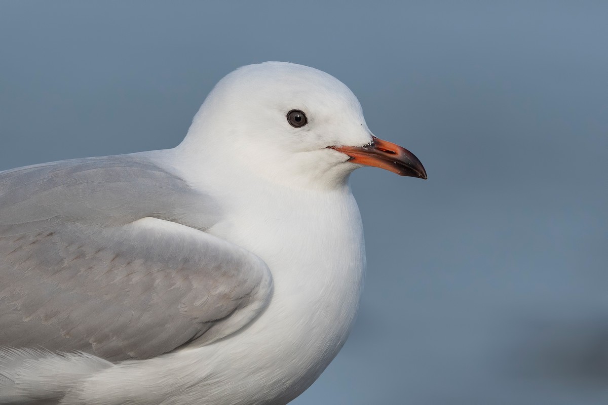 australmåke - ML647589978