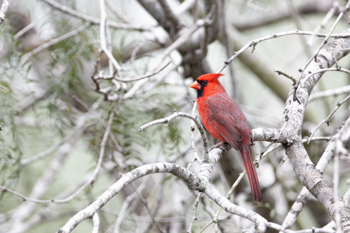 Northern Cardinal - ML647589985