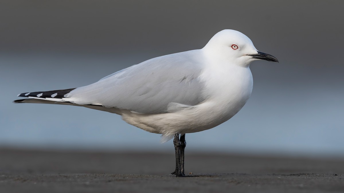 maorimåke - ML647589987