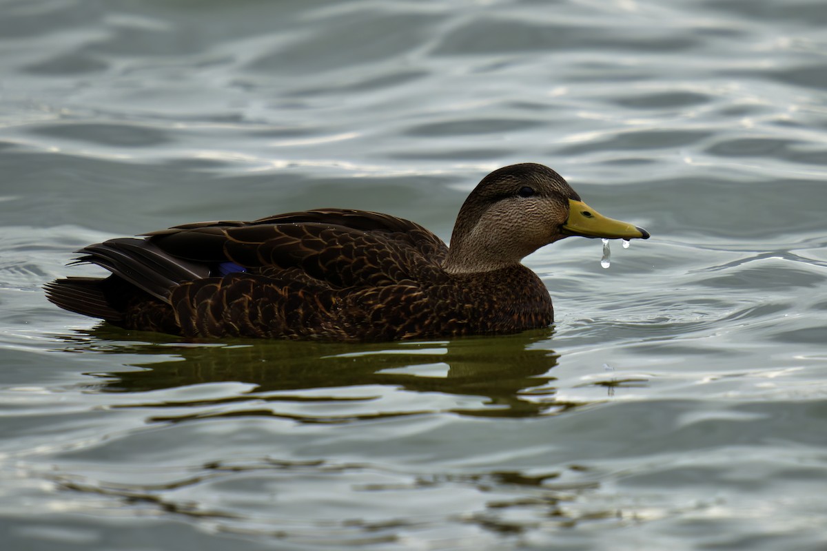 American Black Duck - ML647589989