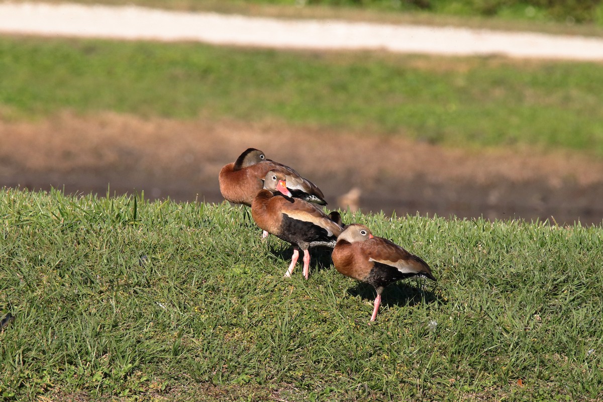 Black-bellied Whistling-Duck - ML647589990