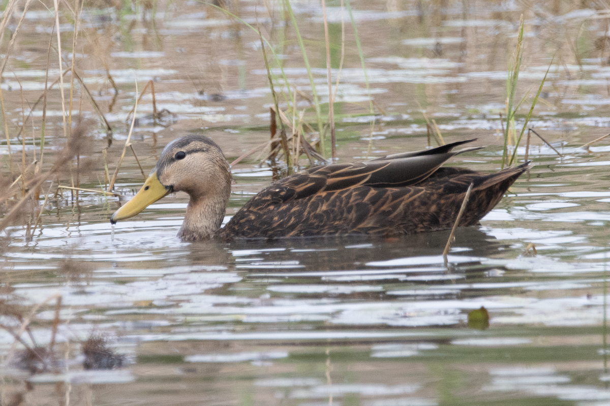 Mottled Duck - ML647589991