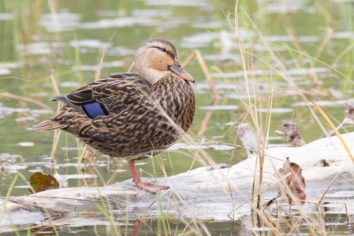Mottled Duck - ML647589992