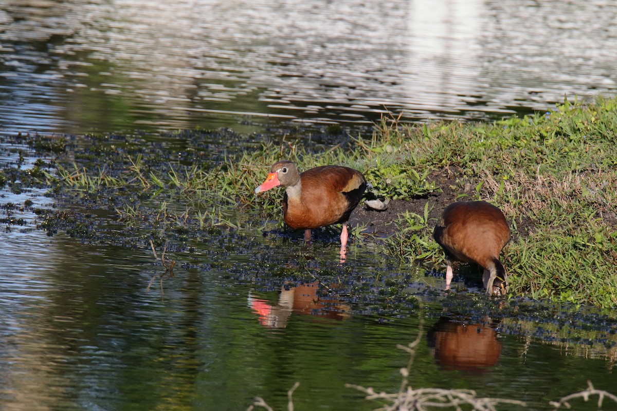 Black-bellied Whistling-Duck - ML647589993