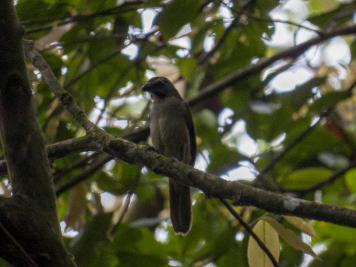 Buff-throated Saltator - ML647589995