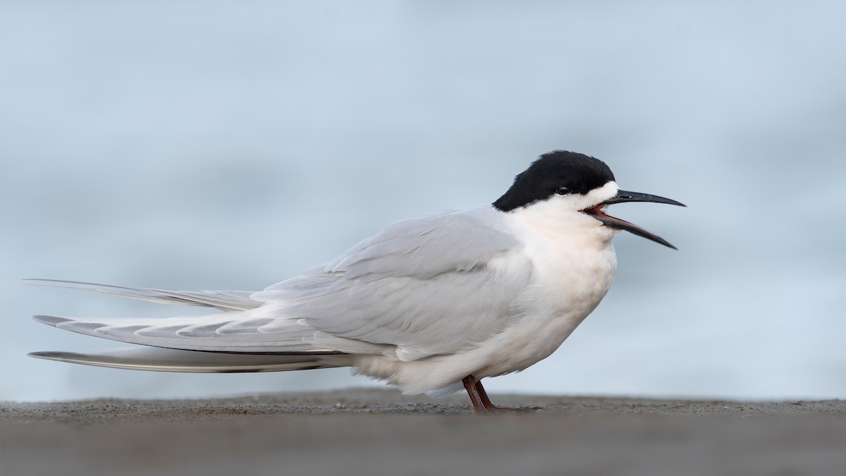 White-fronted Tern - ML647589996