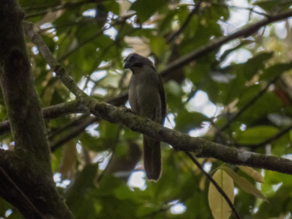Buff-throated Saltator - ML647589997
