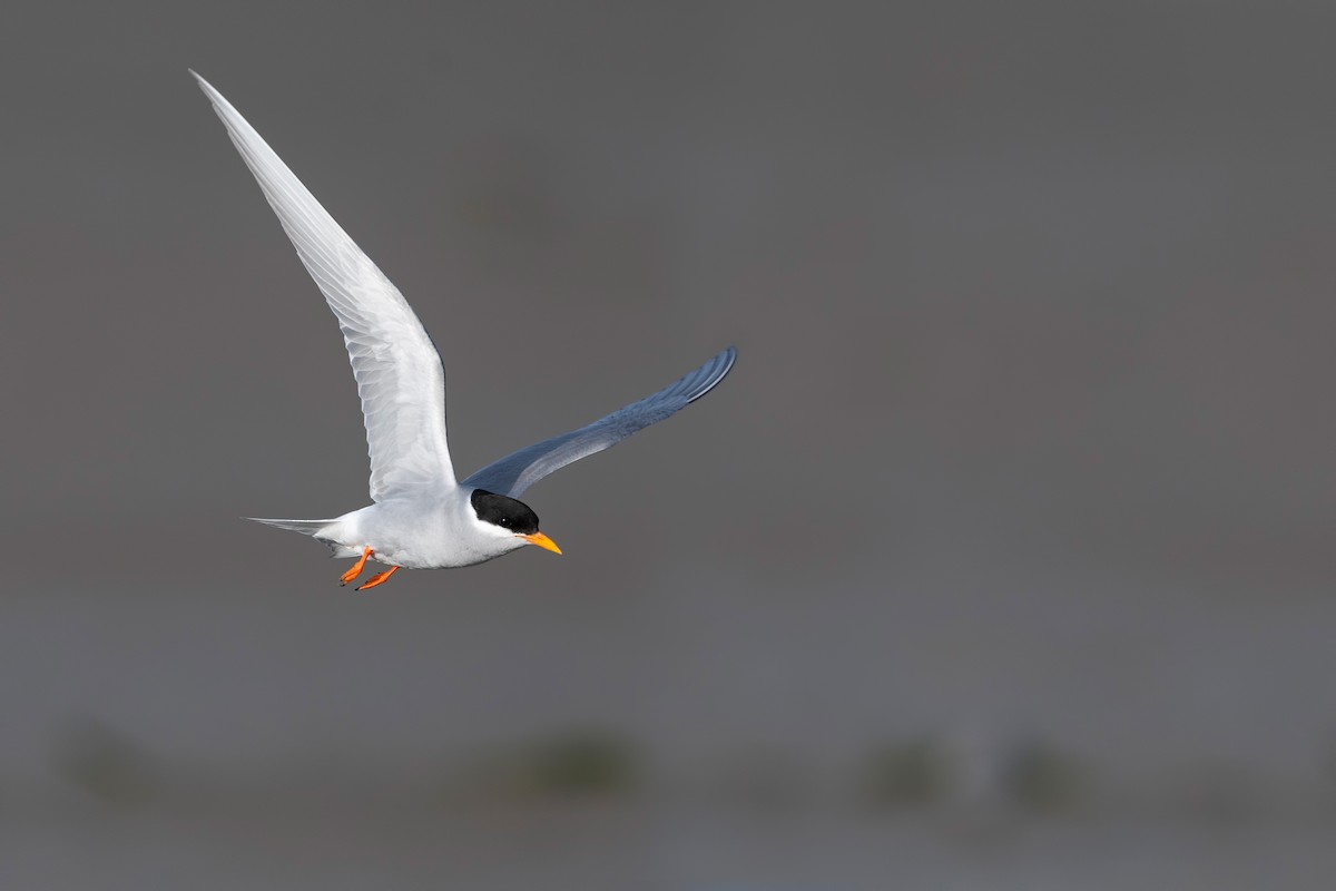 Black-fronted Tern - ML647589998