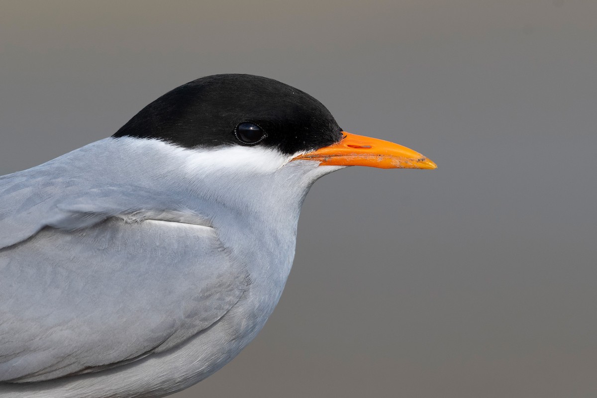 Black-fronted Tern - ML647589999