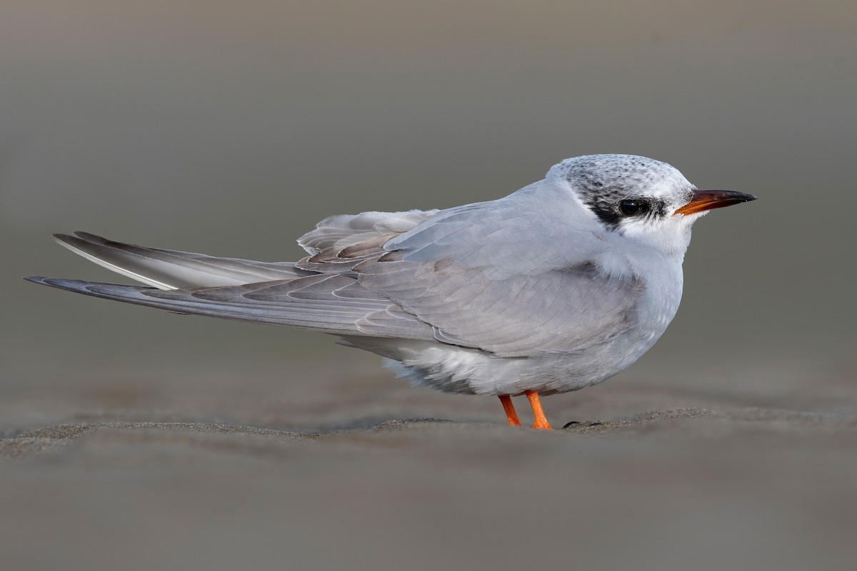 Black-fronted Tern - ML647590001