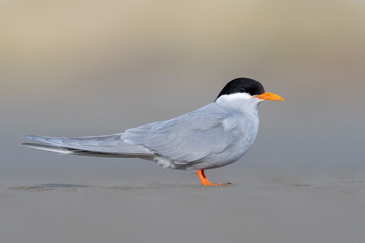 Black-fronted Tern - ML647590002