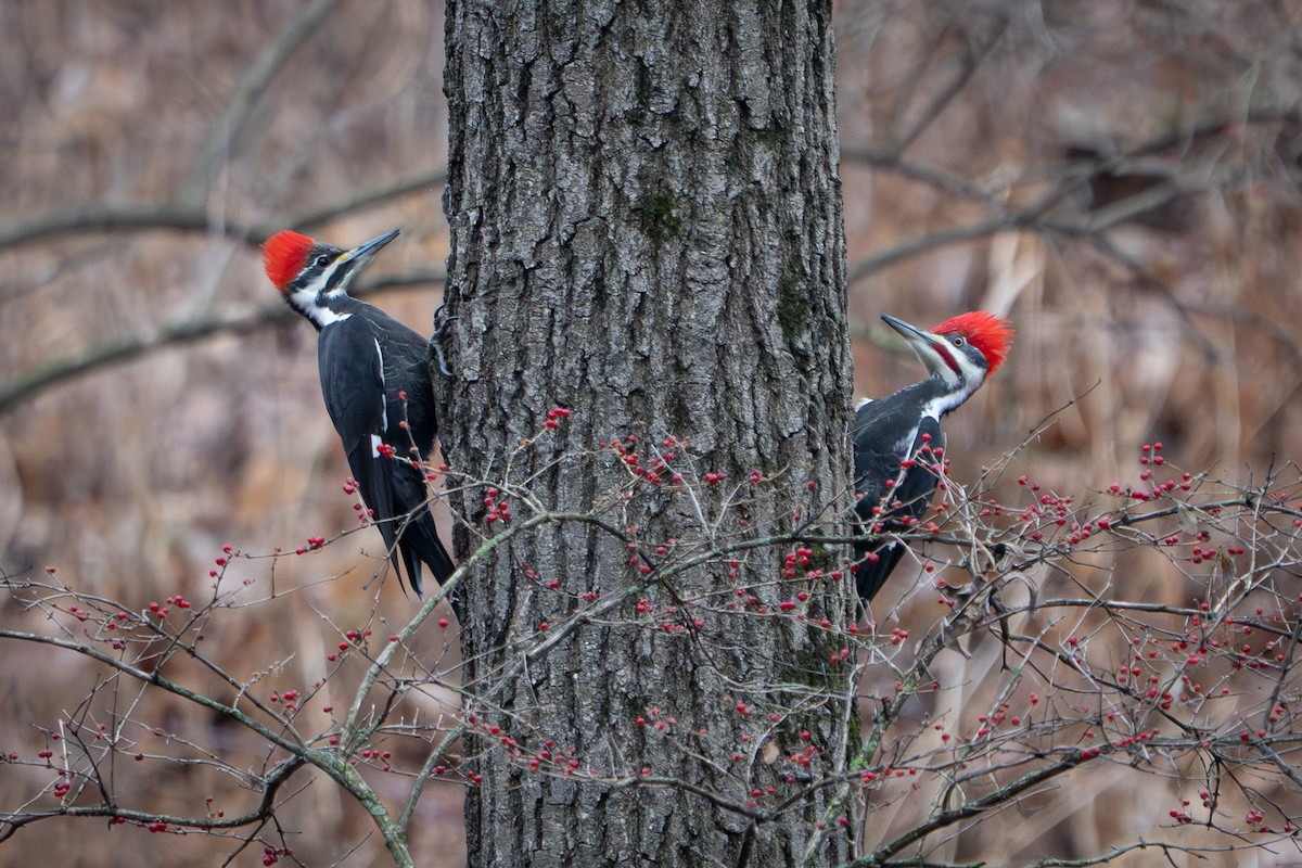 Pileated Woodpecker - ML647590003