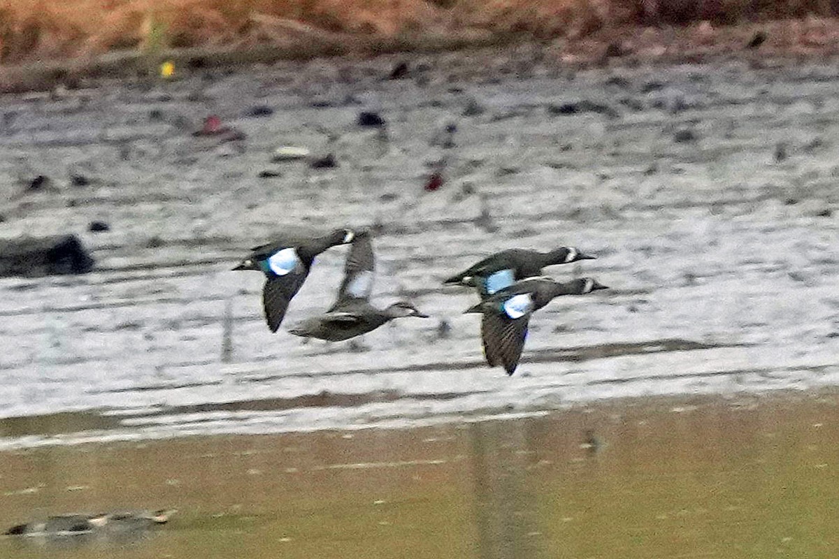 Zertzeta hegalurdina - ML647590004