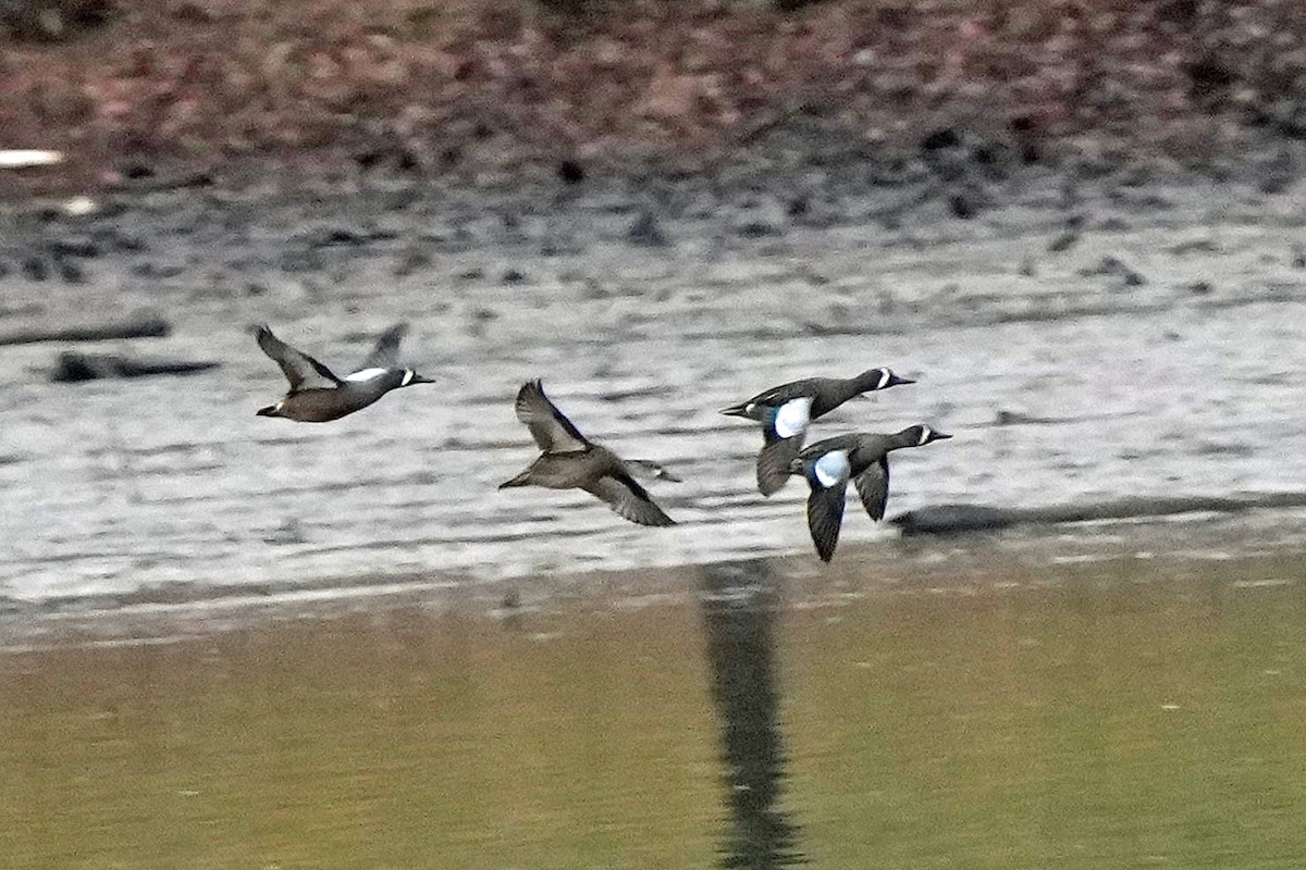 Zertzeta hegalurdina - ML647590005