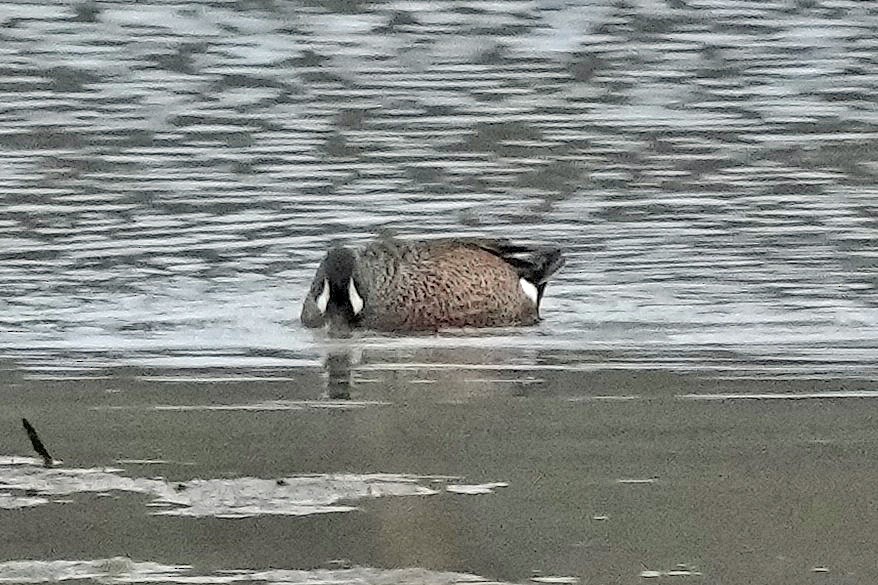 Zertzeta hegalurdina - ML647590006