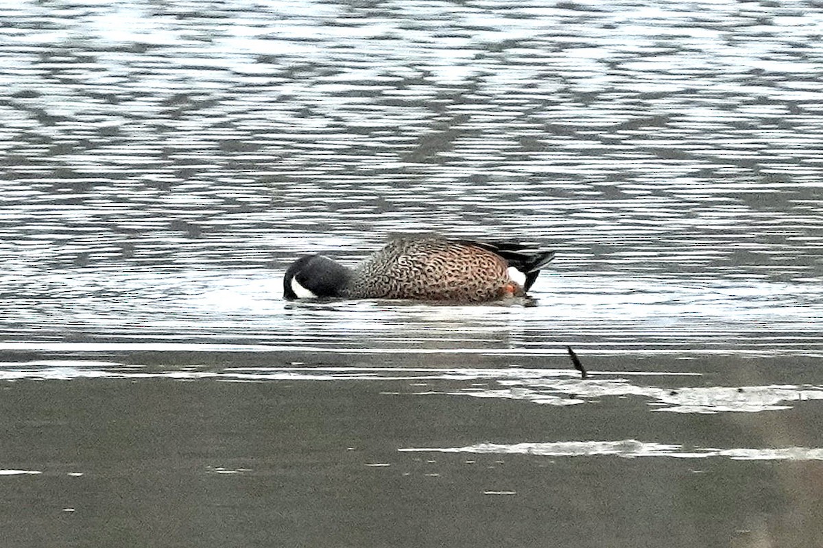 Zertzeta hegalurdina - ML647590007