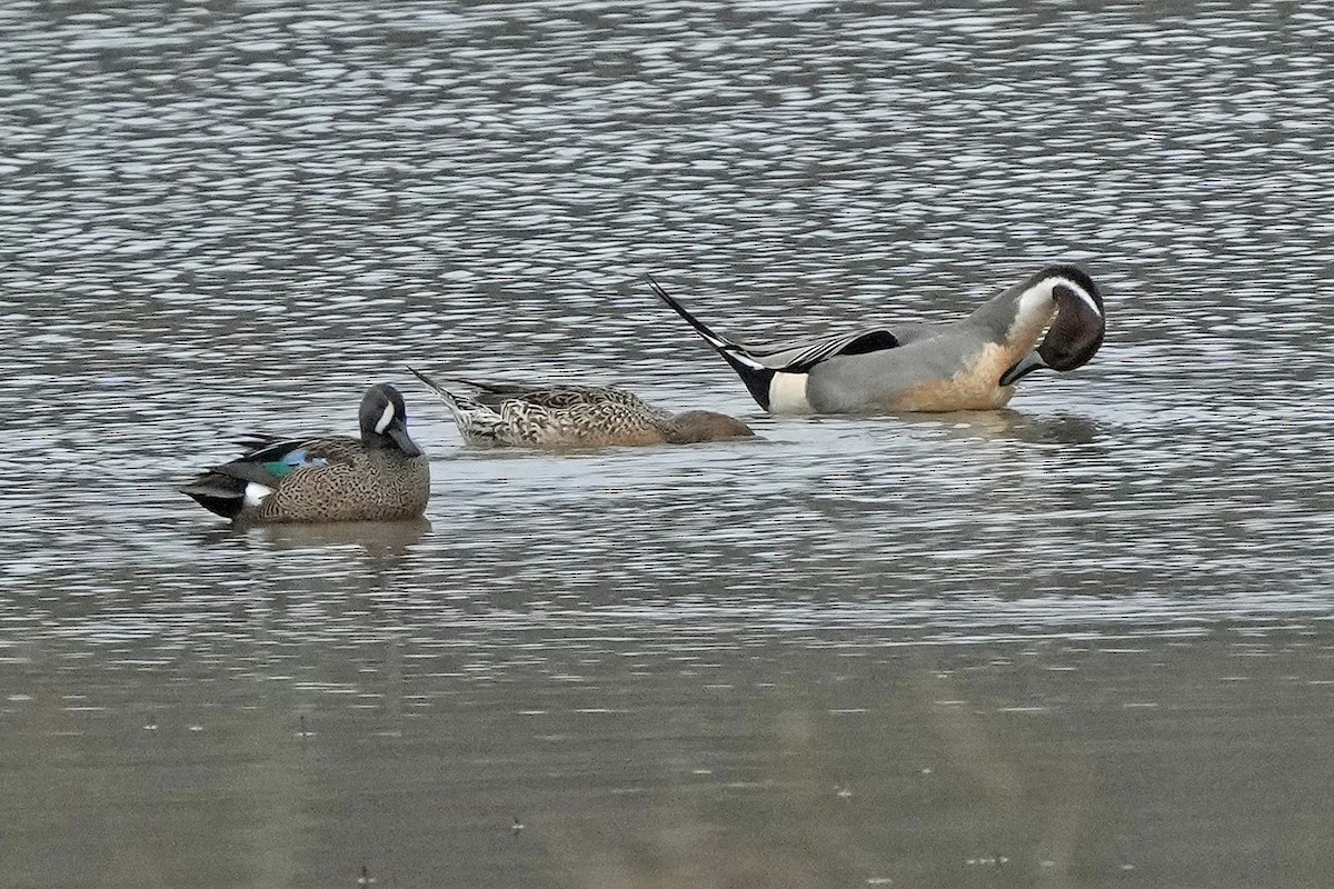 Zertzeta hegalurdina - ML647590008