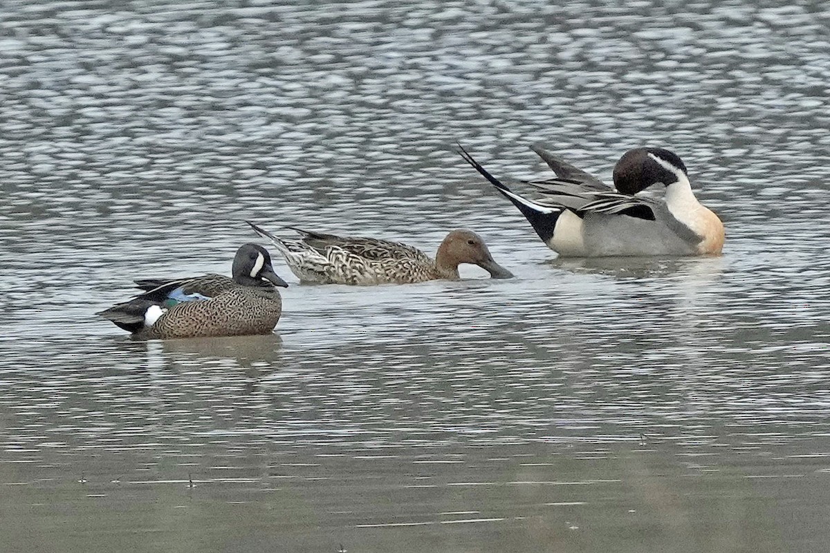 Zertzeta hegalurdina - ML647590009