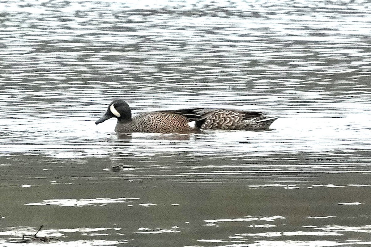 Zertzeta hegalurdina - ML647590010