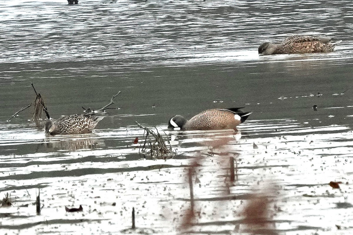 Zertzeta hegalurdina - ML647590011