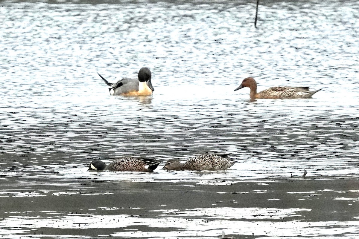 Zertzeta hegalurdina - ML647590012