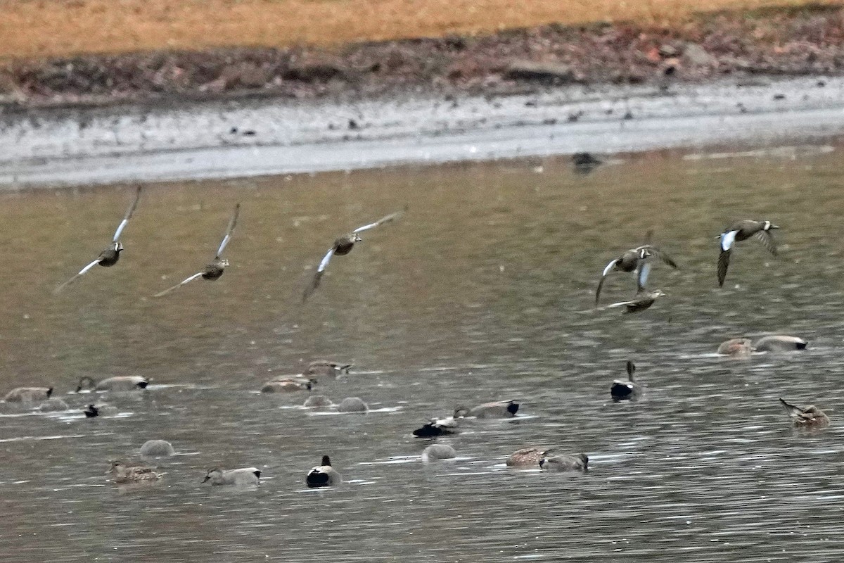 Zertzeta hegalurdina - ML647590013