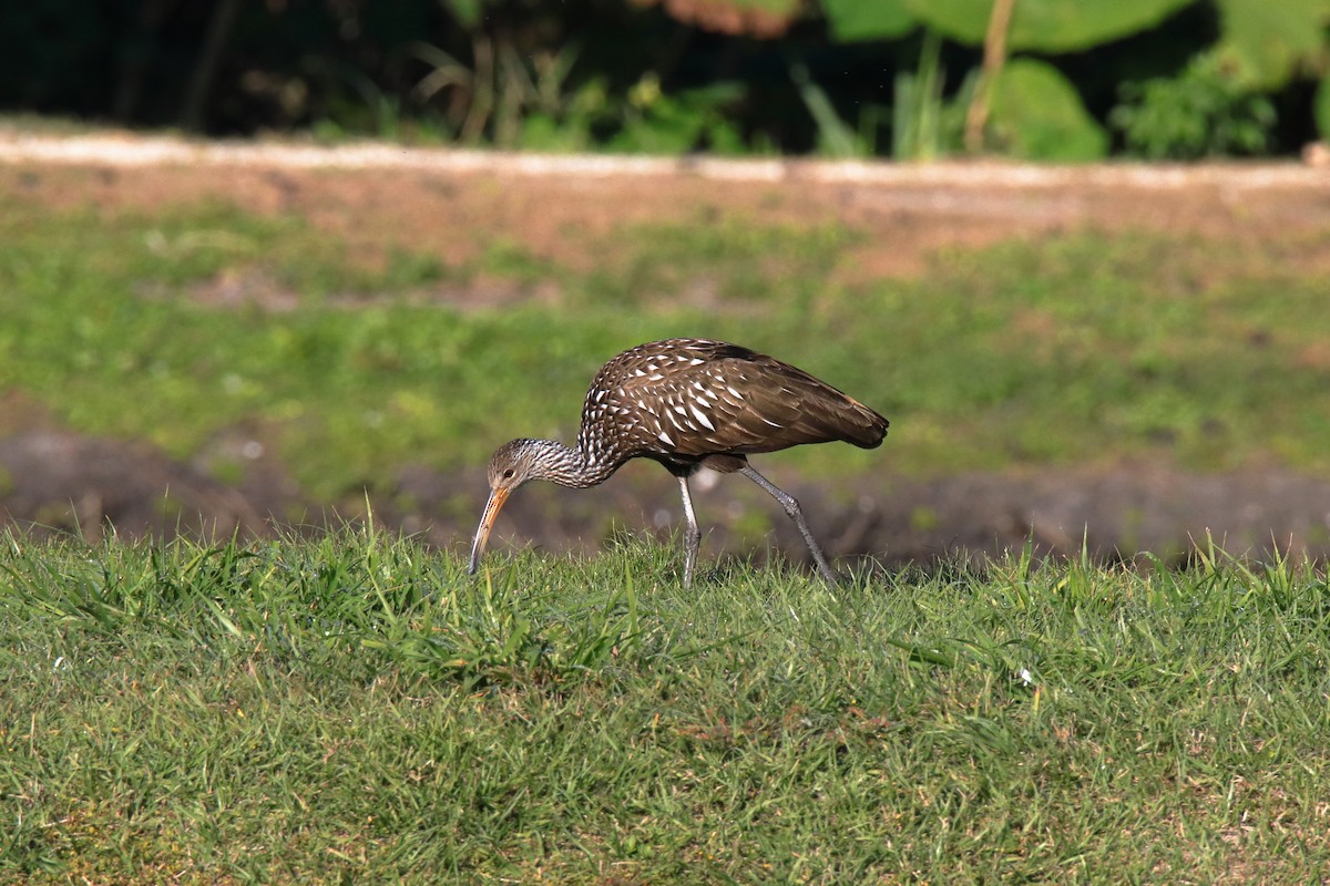 Limpkin - ML647590014