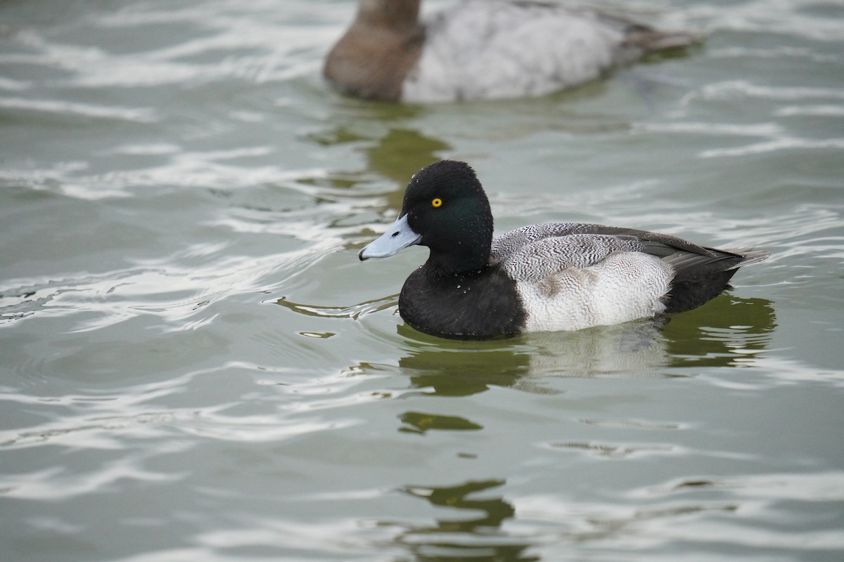 Lesser Scaup - ML647590015