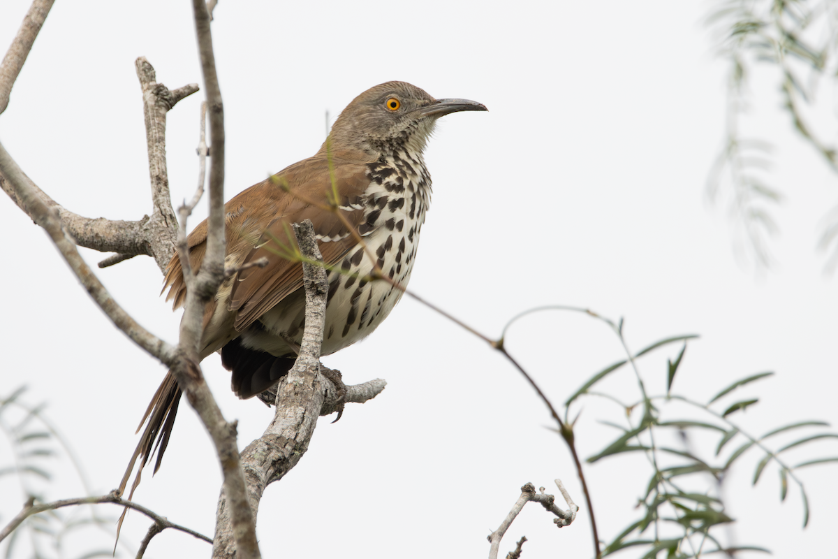 Long-billed Thrasher - ML647590021