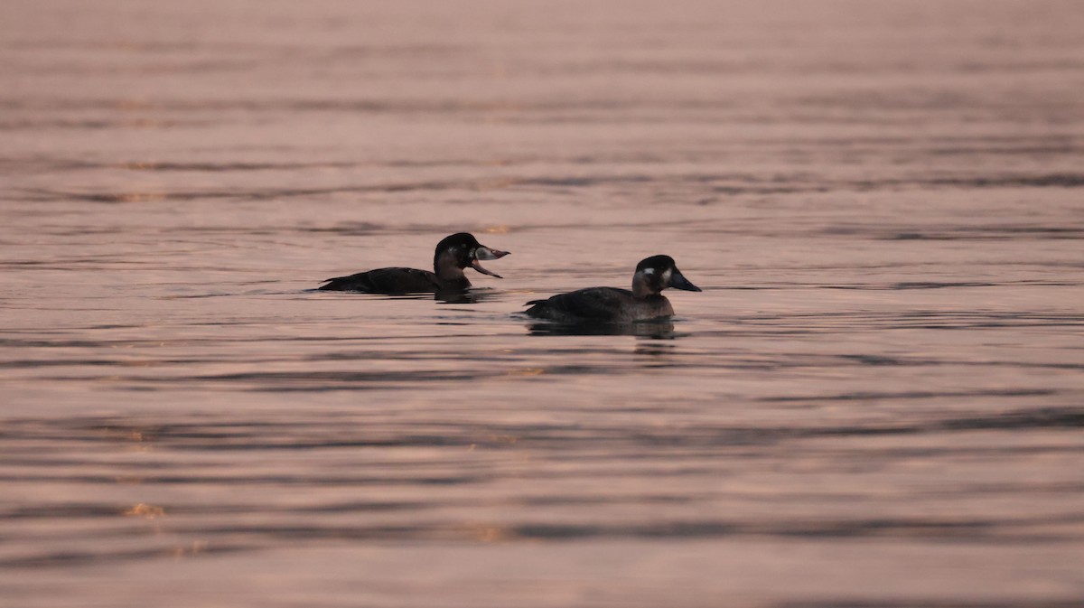 Surf Scoter - ML647590024
