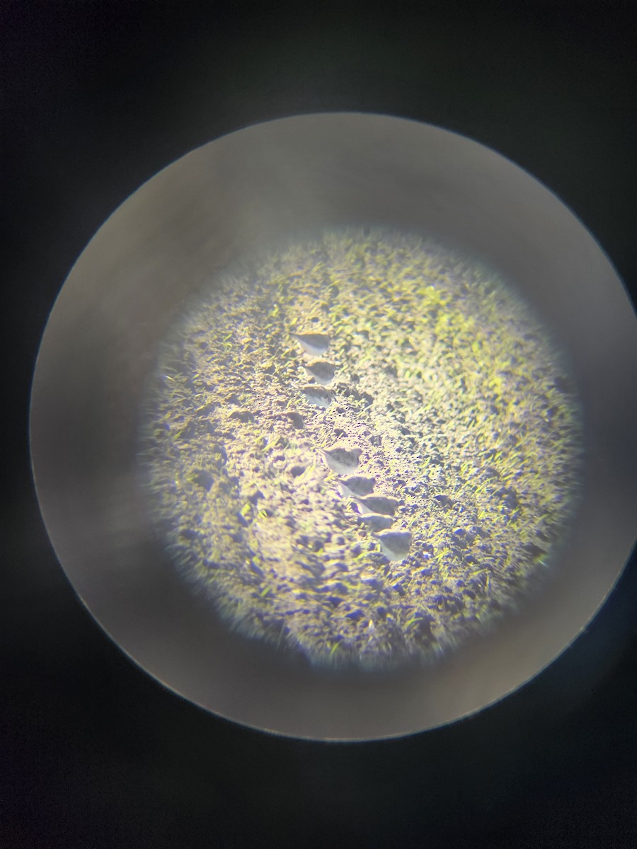 Mountain Plover - ML647590028