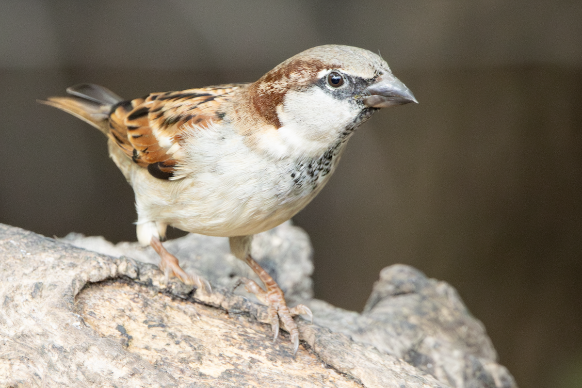 House Sparrow - ML647590029