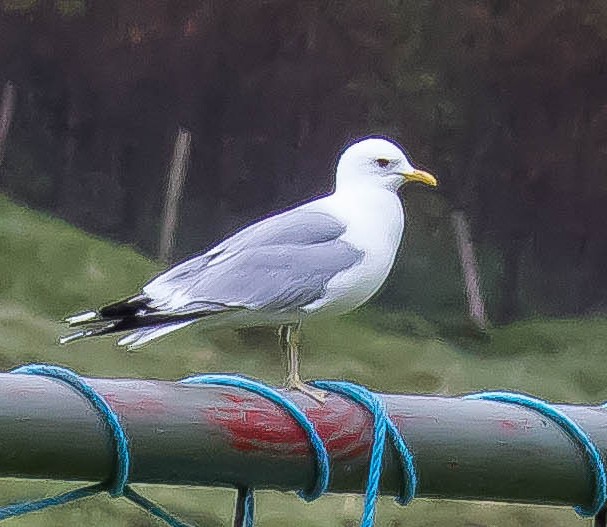 Common Gull - ML647590030