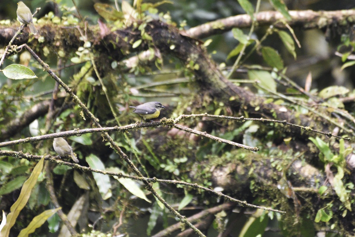 Bananaquit - ML647590032