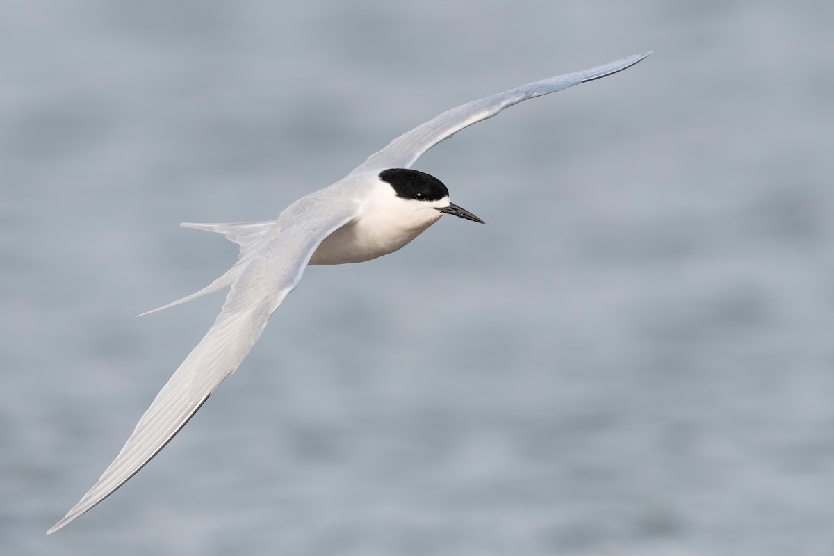 nyzealandterne - ML647590038