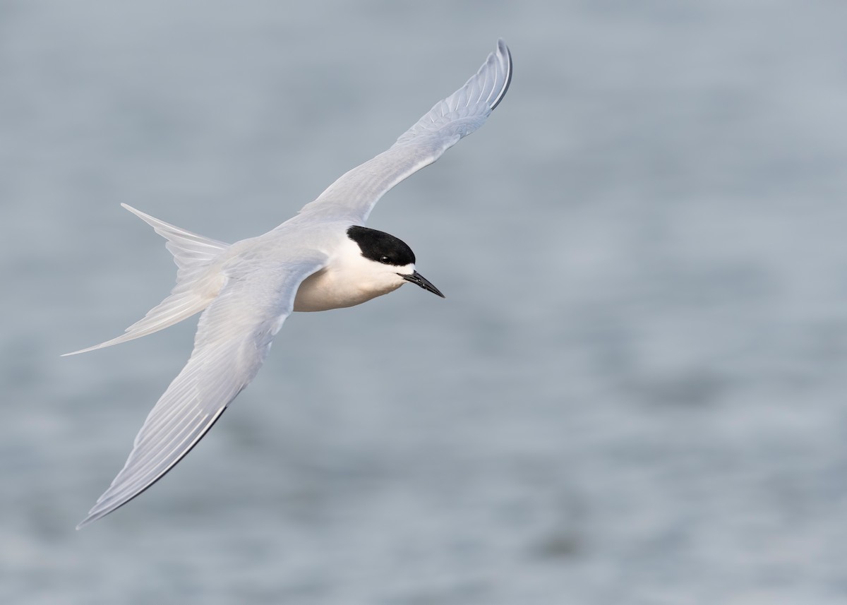 nyzealandterne - ML647590039