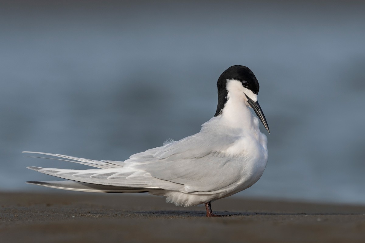 nyzealandterne - ML647590040