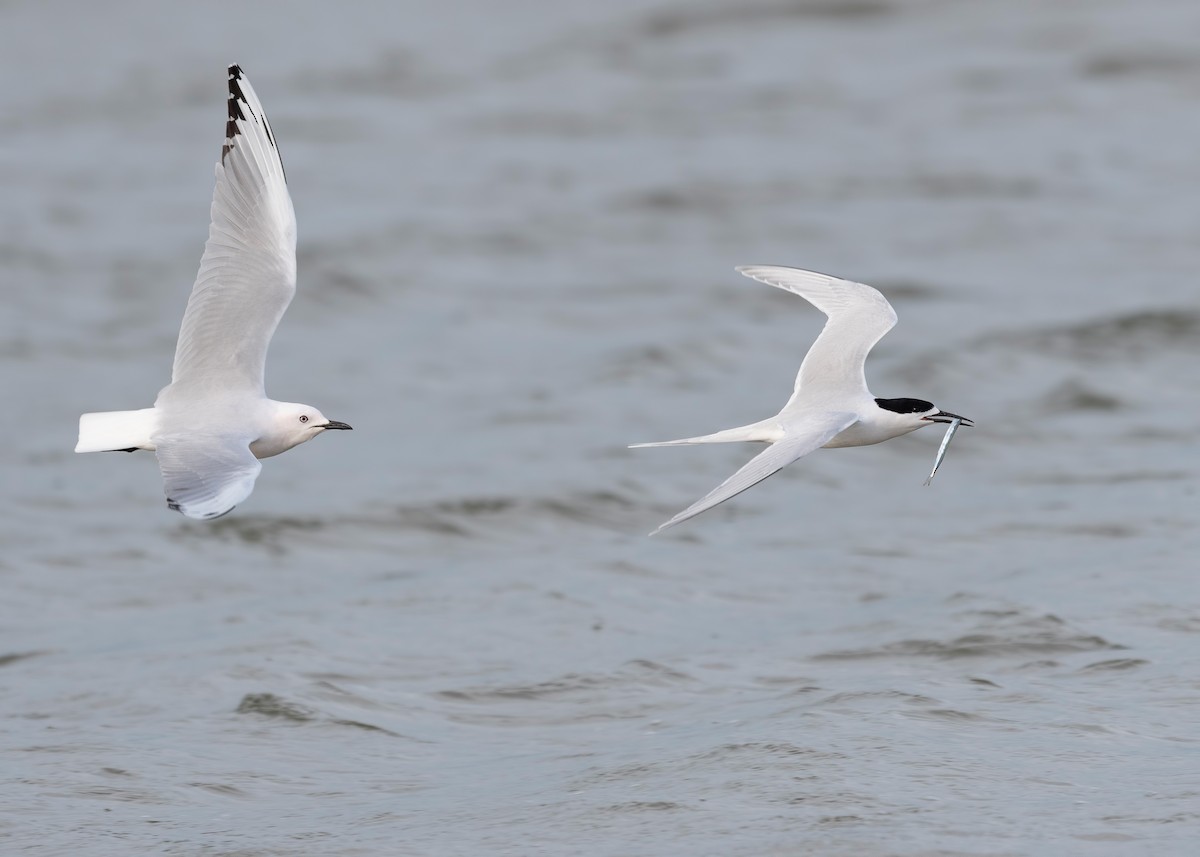 nyzealandterne - ML647590050