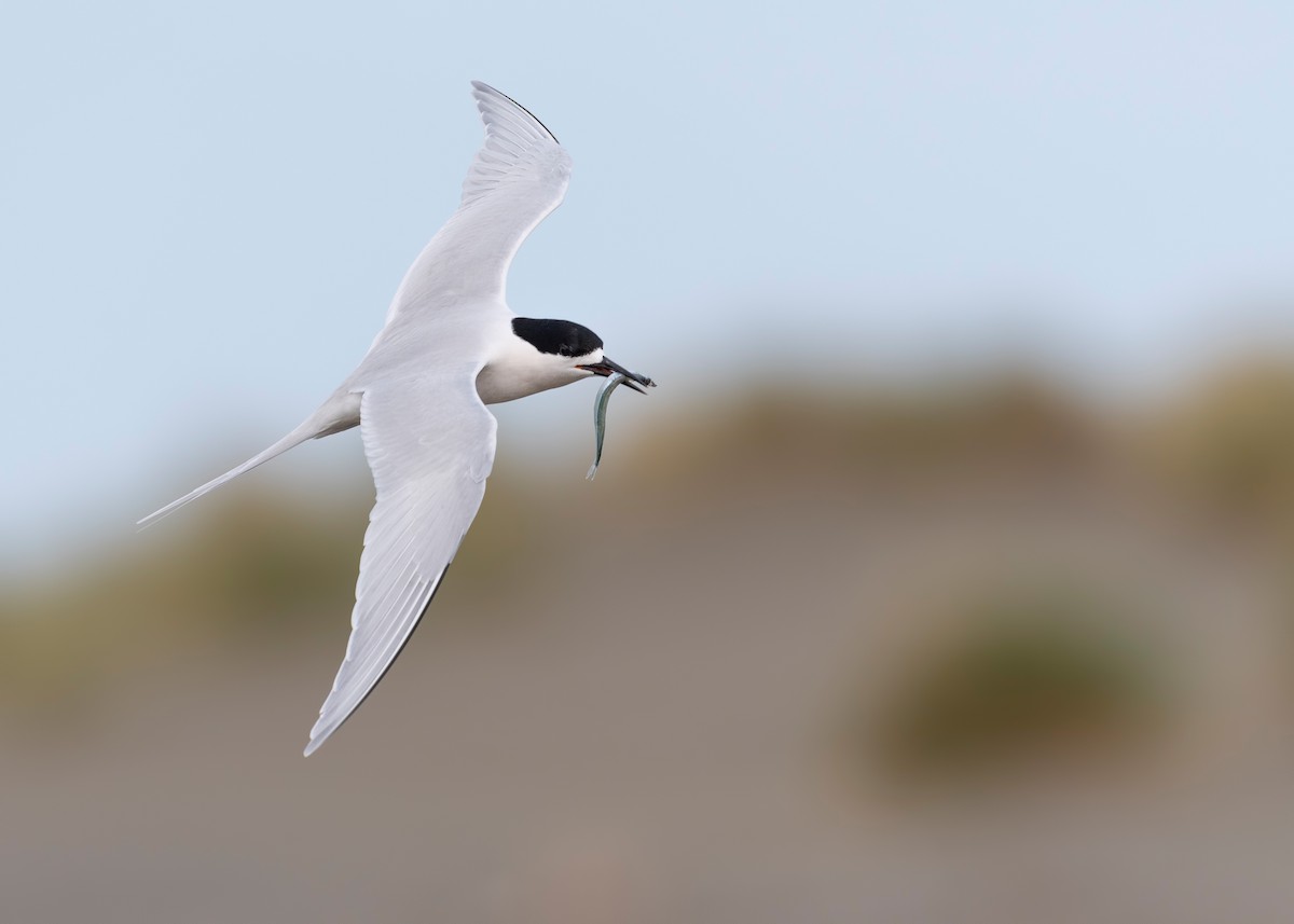 nyzealandterne - ML647590051