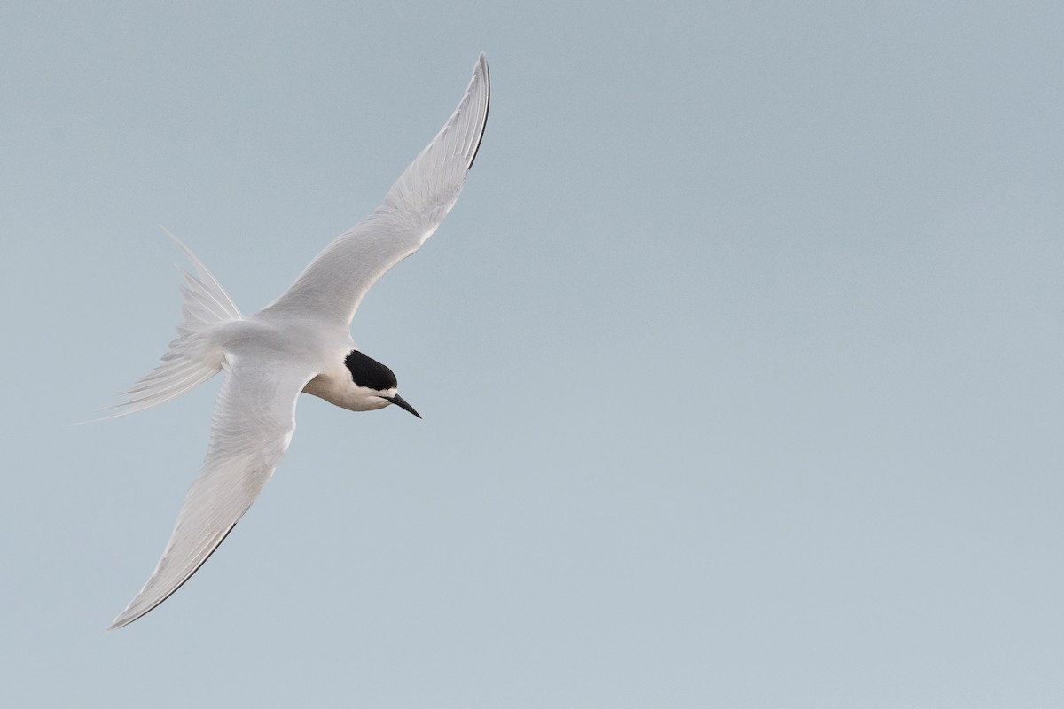 nyzealandterne - ML647590052