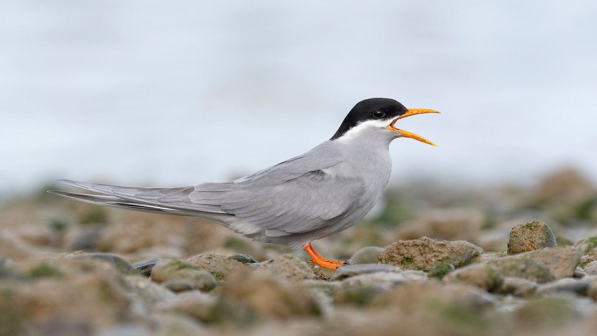 maoriterne - ML647590053