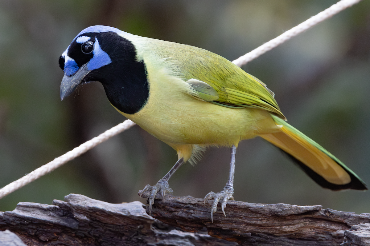 Green Jay - ML647590058
