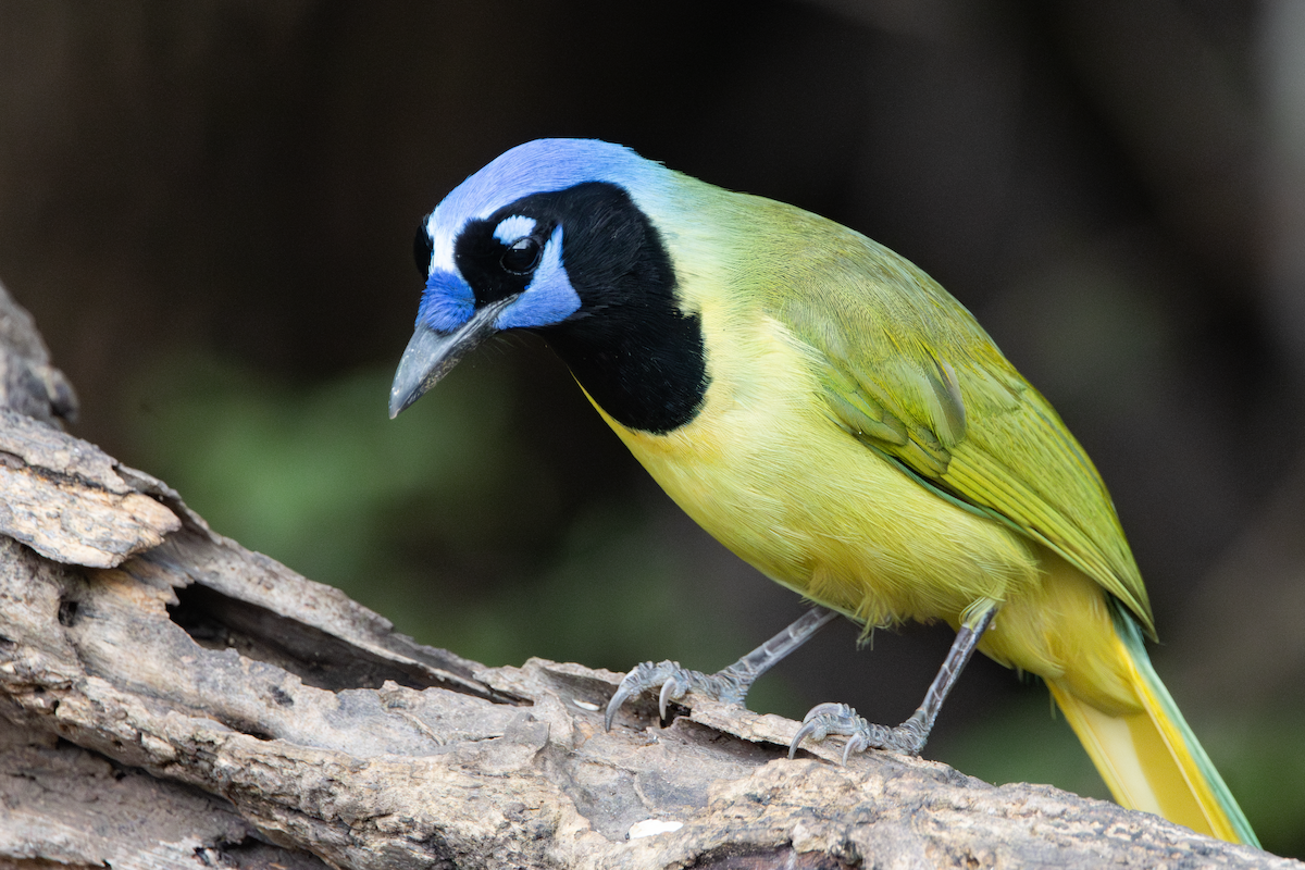 Green Jay - ML647590059