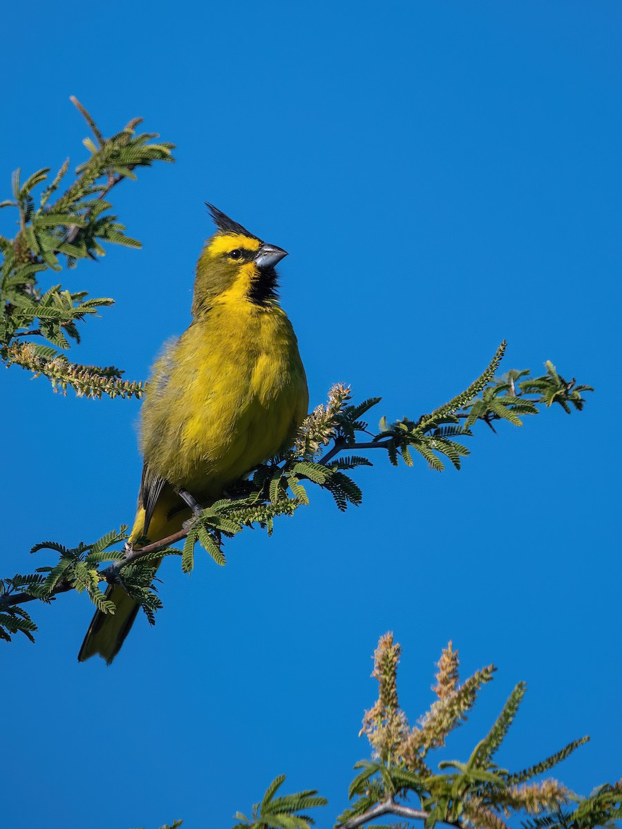 Gobernador Crestado - ML647590062