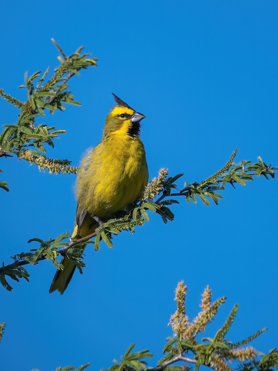 Gobernador Crestado - ML647590064