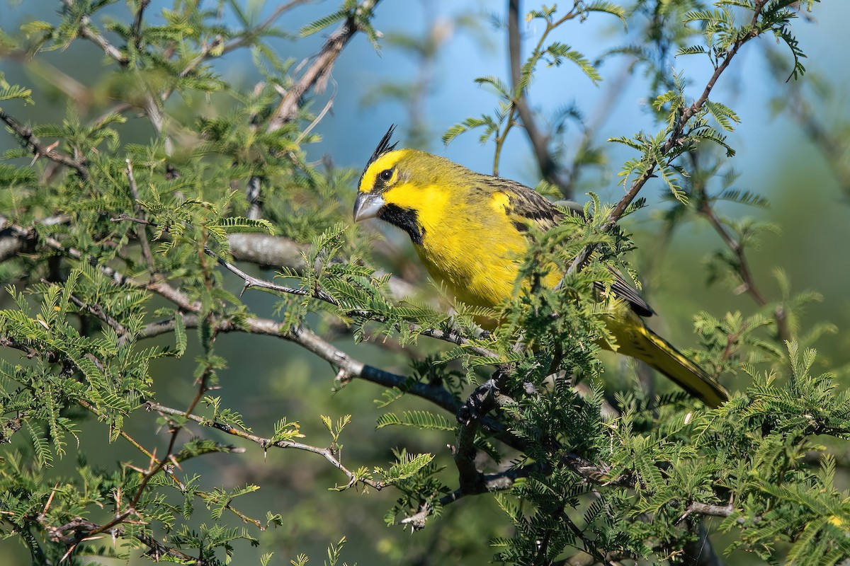 Gobernador Crestado - ML647590065