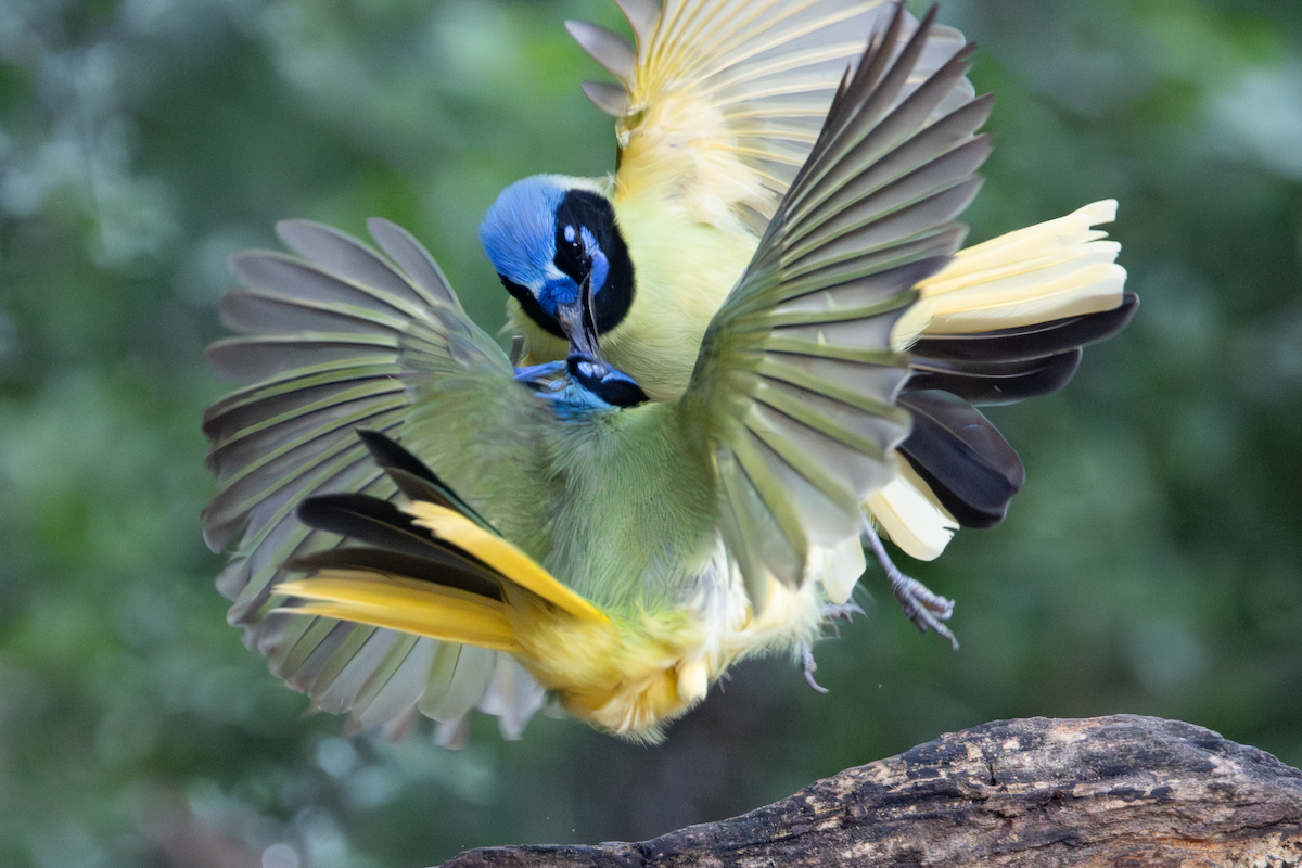 Green Jay - ML647590079