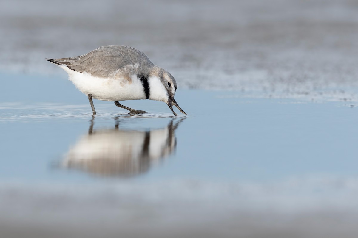 skjevnebblo - ML647590082