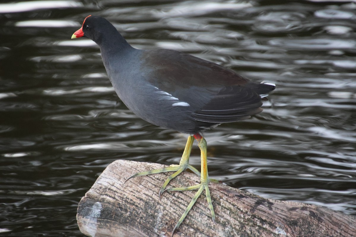 slípka americká - ML647590087